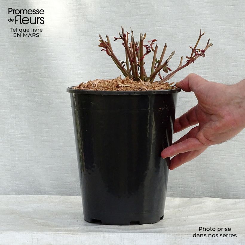 Example of Rosier ancien Marie Pavie Pot de 4L/5L as you get in printemps