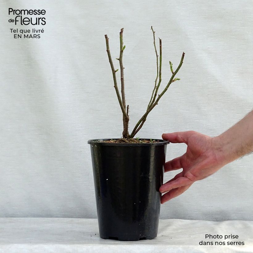 Spécimen de Rosier ancien Mme Hardy Pot de 4L/5L tel que livré au printemps