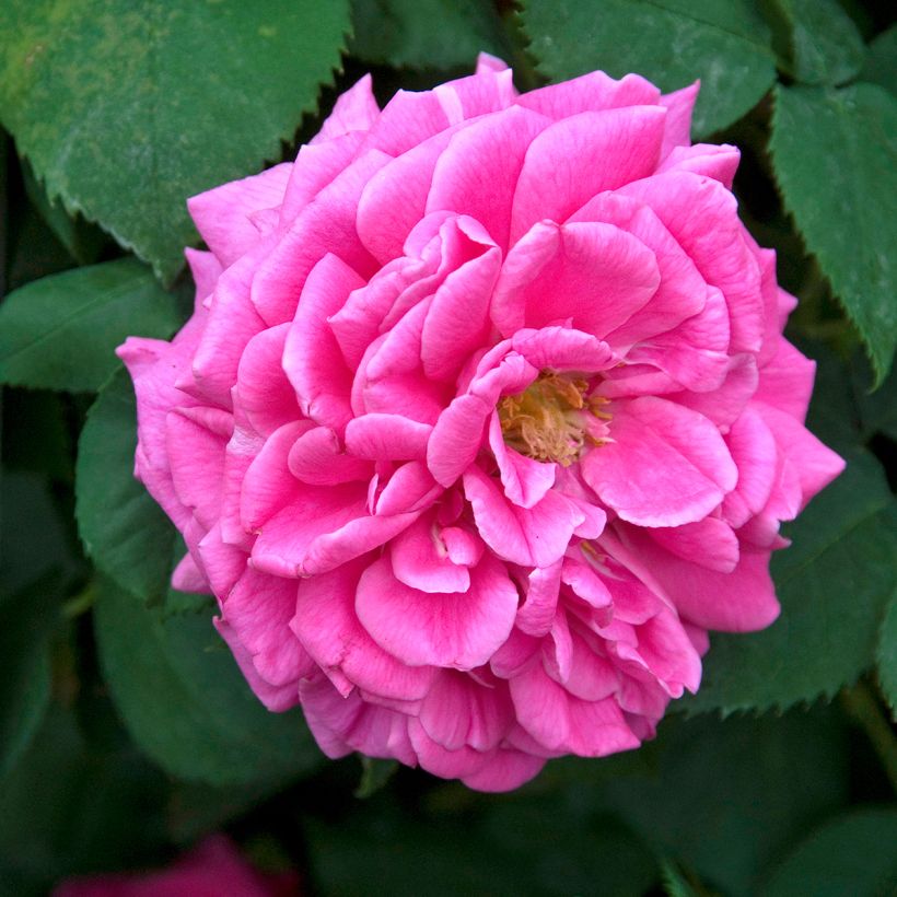 Rosier ancien Mme Isaac Pereire (Flowering)