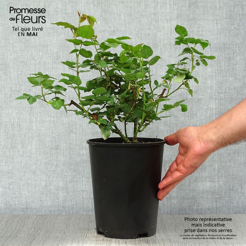 Example of Rosier ancien Mme Isaac Pereire Pot de 4L/5L as you get in printemps