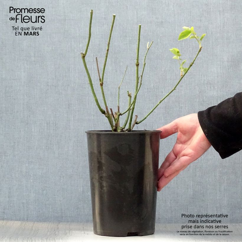 Spécimen de Rosier ancien Mrs John Laing Pot de 4L/5L tel que livré au printemps