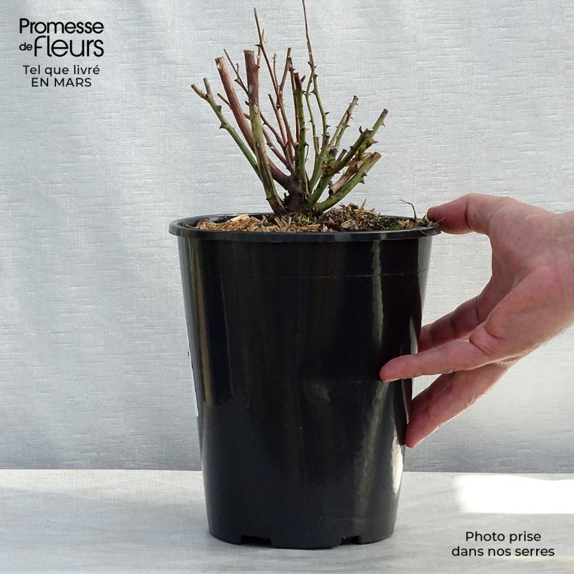 Spécimen de Rosier ancien Old Blush Pot de 4L/5L tel que livré au printemps