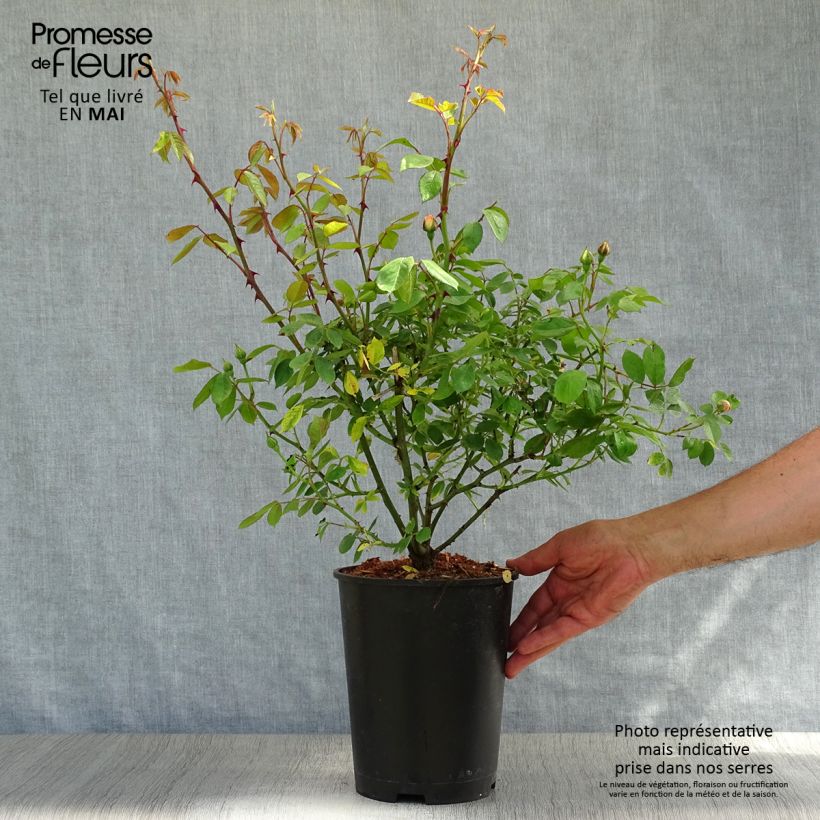 Example of Rosier ancien Phyllis Bide Pot de 4L/5L as you get in printemps
