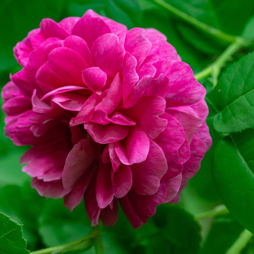 Rosier ancien Rose de Rescht (Floraison)