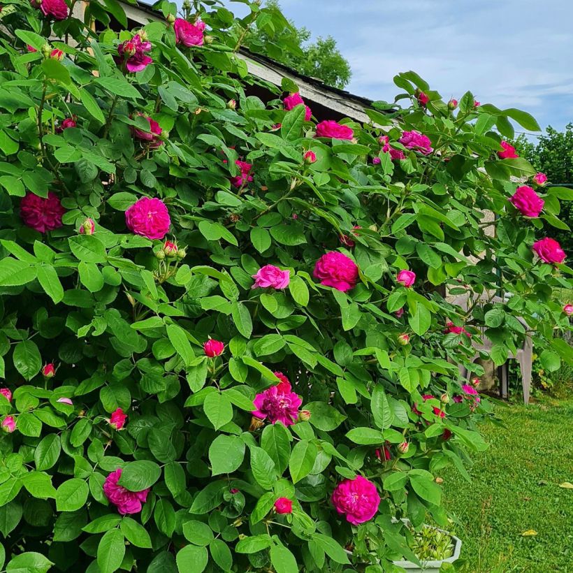 Rosier ancien Rose de Rescht (Port)