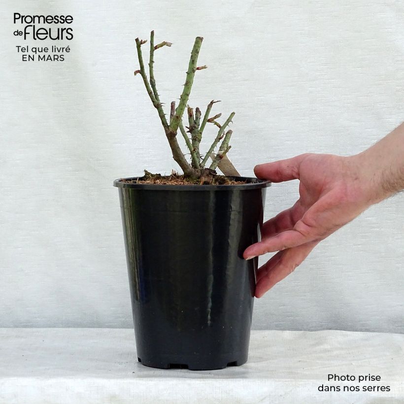 Spécimen de Rosier ancien Rose de Rescht Pot de 4L/5L tel que livré au printemps