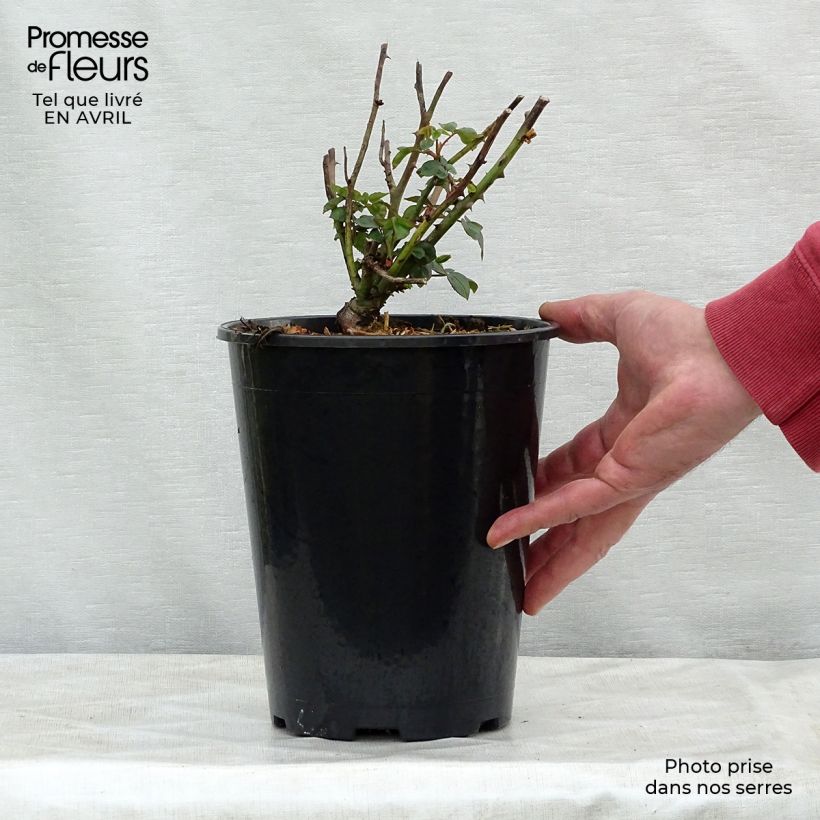 Example of Rosier ancien Souvenir de la Malmaison Pot de 4L/5L as you get in printemps