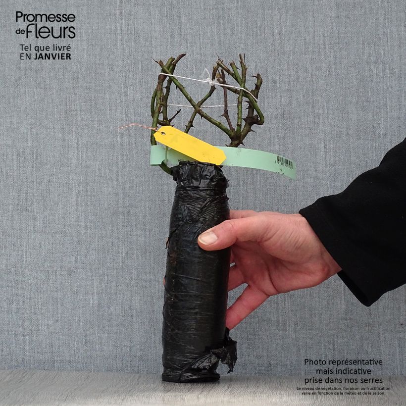 Spécimen de Rosier ancien Souvenir du Dr Jamain Racines nues en motte tel que livré en hiver