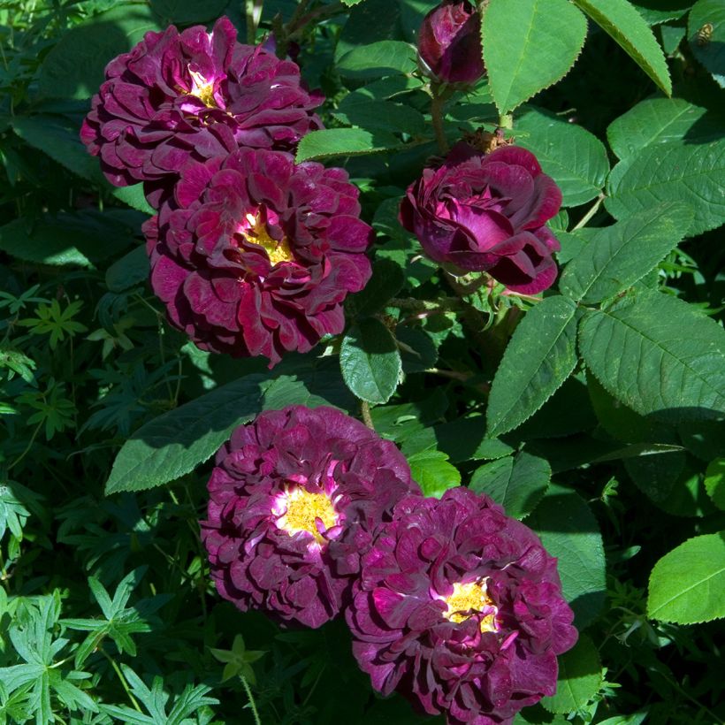 Rosier ancien Tuscany Superb (Floraison)