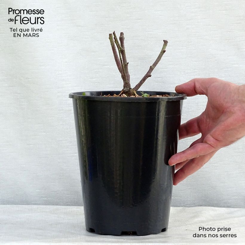 Spécimen de Rosier ancien Tuscany Superb Pot de 4L/5L tel que livré au printemps