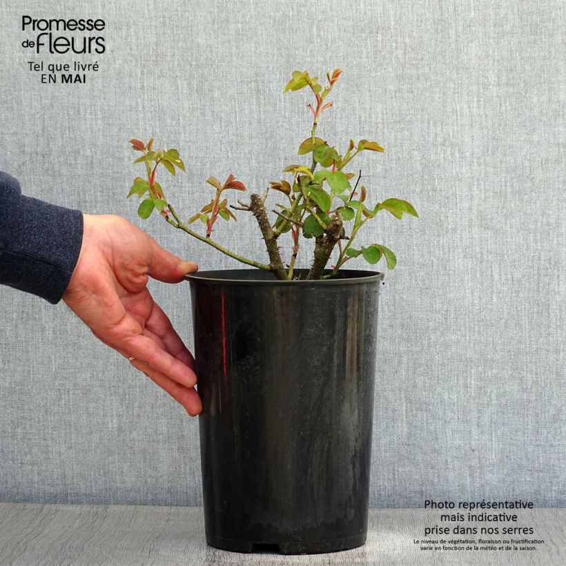 Example of Rosier ancien William Lobb Pot de 4L/5L as you get in printemps