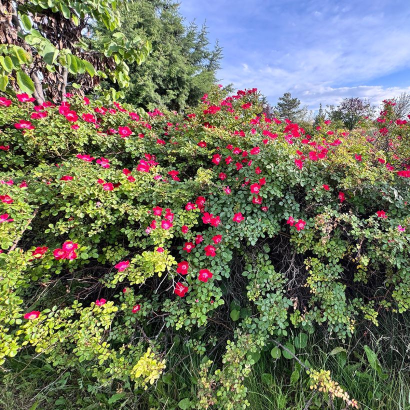 Rosier ancien gallica Officinalis (Plant habit)
