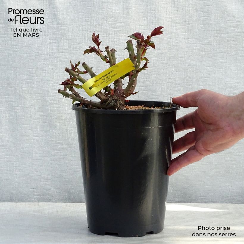 Spécimen de Rosier anglais English Legend Rose de Cornouaille Pot de 4L/5L tel que livré au printemps