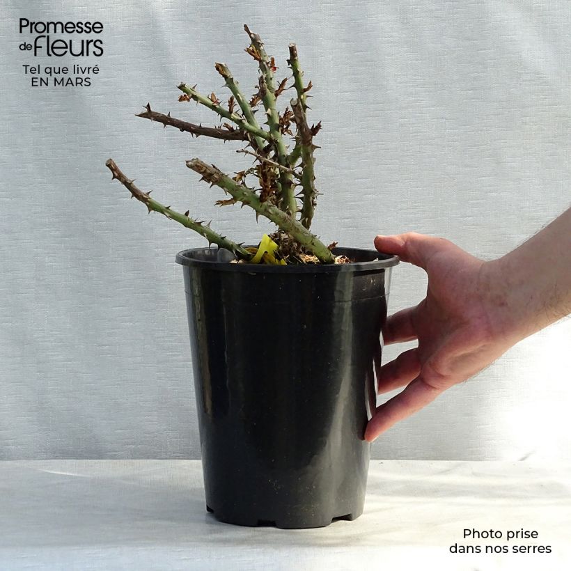 Spécimen de Rosier anglais English Legend Sherwood Pot de 4L/5L tel que livré en hiver