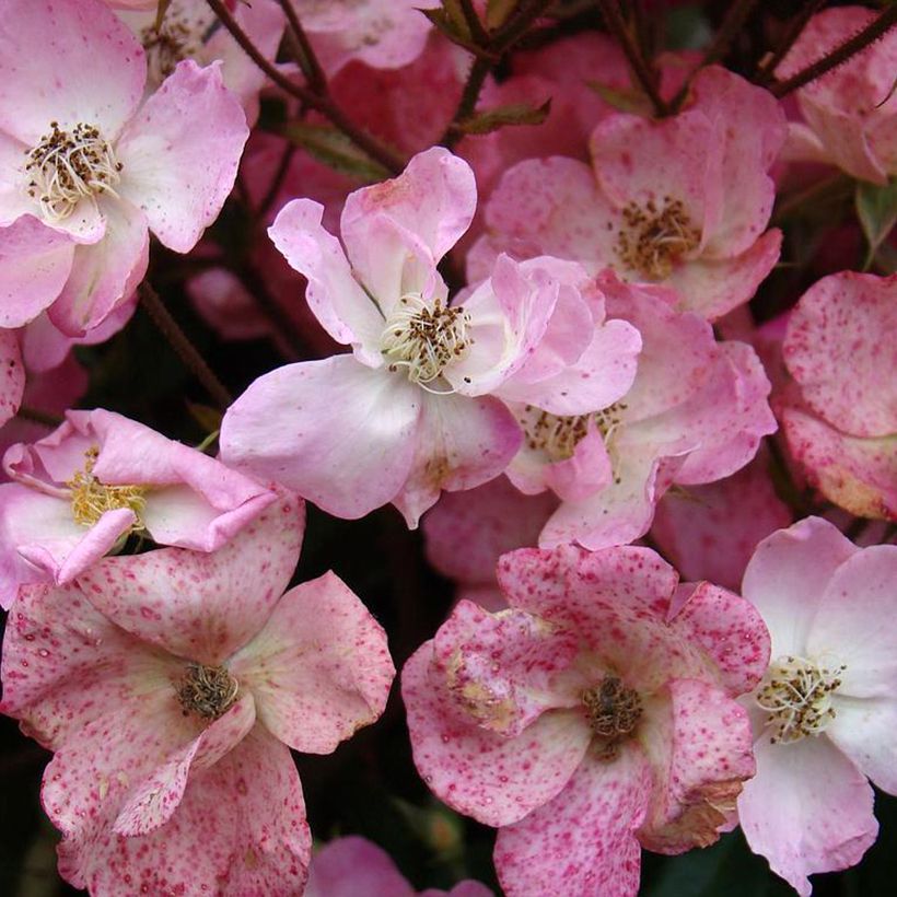 Rosier arbustif Alden Biesen (Floraison)