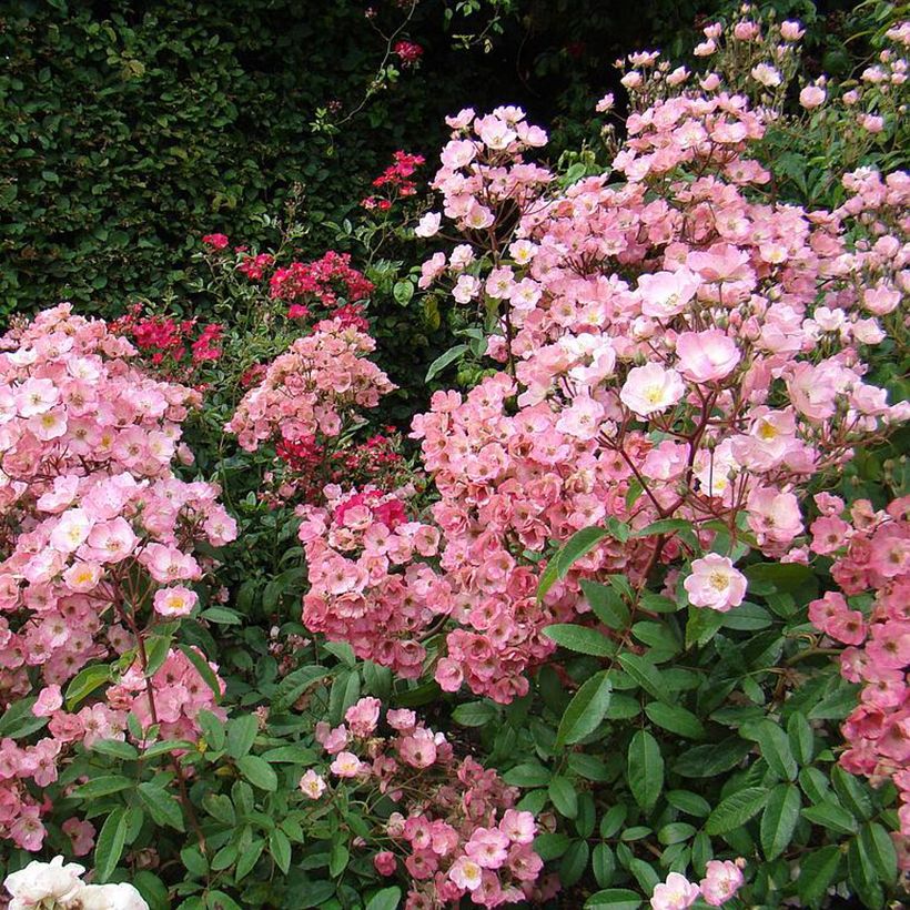 Rosier arbustif Alden Biesen (Port)