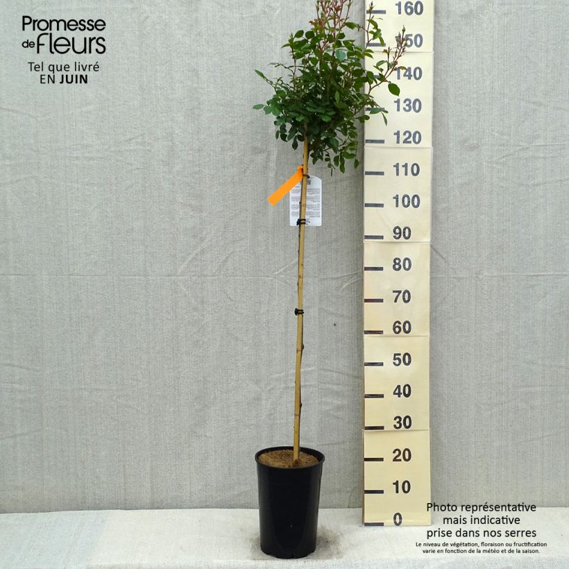 Example of Rosier arbustif Bonica Pot de 4L/5L as you get in printemps