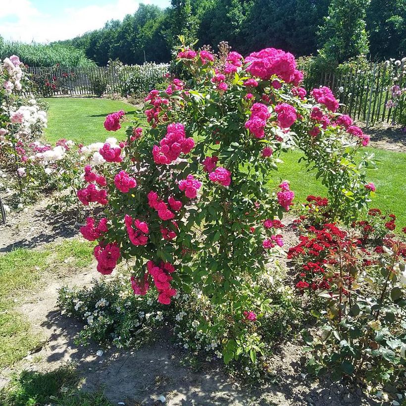 Rosier arbustif Dinky (Port)