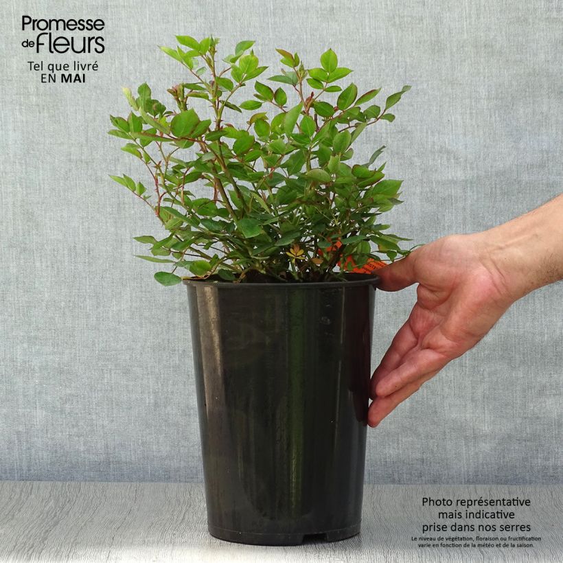 Example of Rosier arbustif Douceur Normande Pot de 4L/5L as you get in printemps