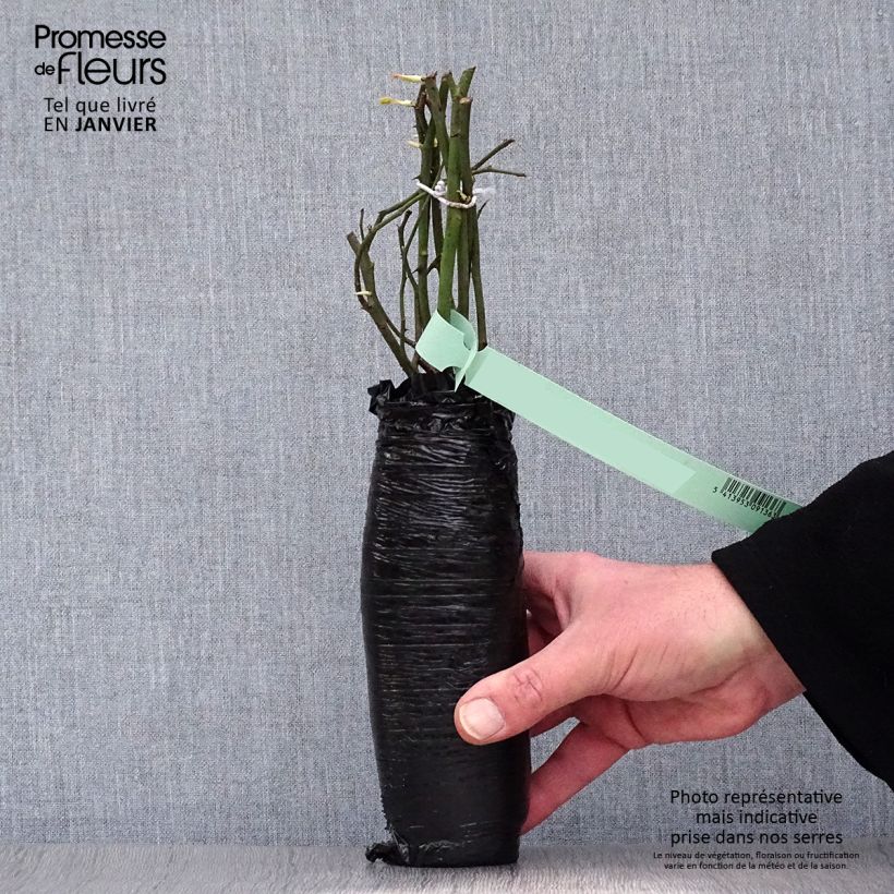 Spécimen de Rosier arbustif Escimo Racines nues en motte tel que livré en hiver