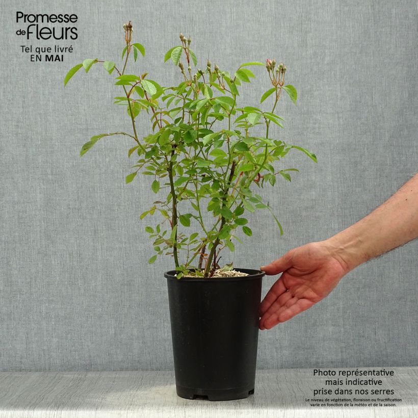 Spécimen de Rosier arbustif Frisson Frais Pot de 4L/5L tel que livré au printemps