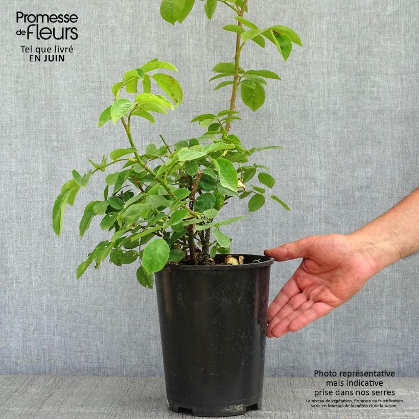 Example of Rosier arbustif Golden Wings Pot de 4L/5L as you get in printemps