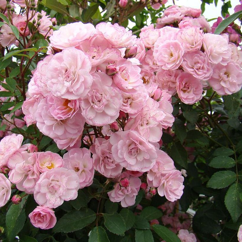 Rosier arbustif Heavenly Pink (Floraison)