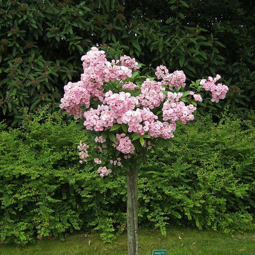 Rosier arbustif Heavenly Pink (Port)