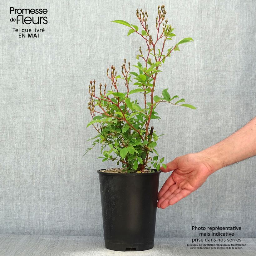 Spécimen de Rosier arbustif Heavenly Pink Pot de 4L/5L tel que livré au printemps