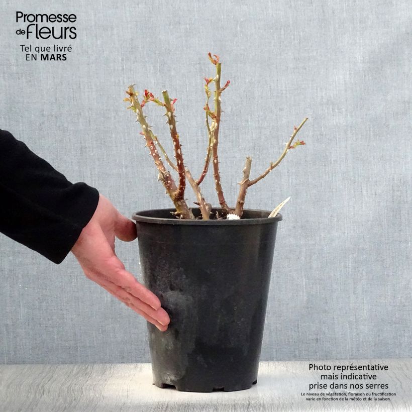 Spécimen de Rosier arbustif La Reine de la Nuit Pot de 3L/4L tel que livré au printemps