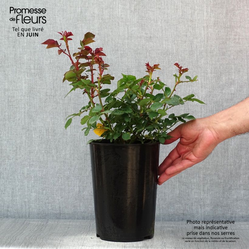 Example of Rosier arbustif Maria Theresia Pot de 4L/5L as you get in printemps