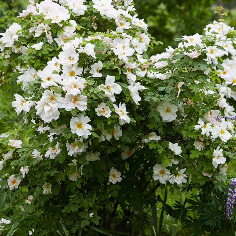 Rosier arbustif Nevada (Port)