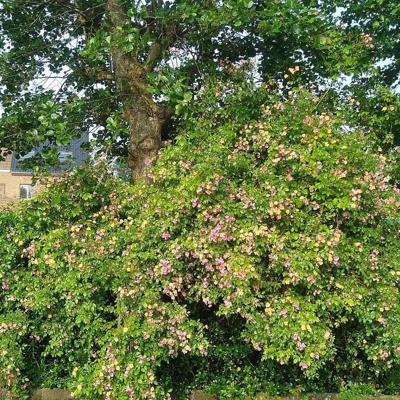 Rosier arbustif Plaisanterie (Port)