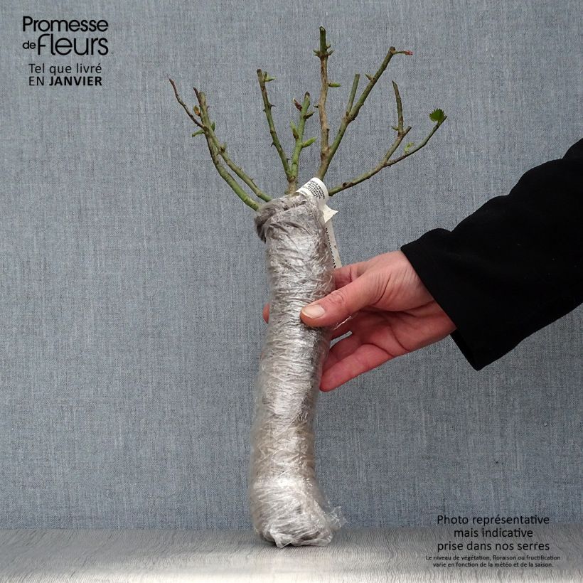 Example of Rosier arbustif Puccini Racines nues en motte as you get in hiver