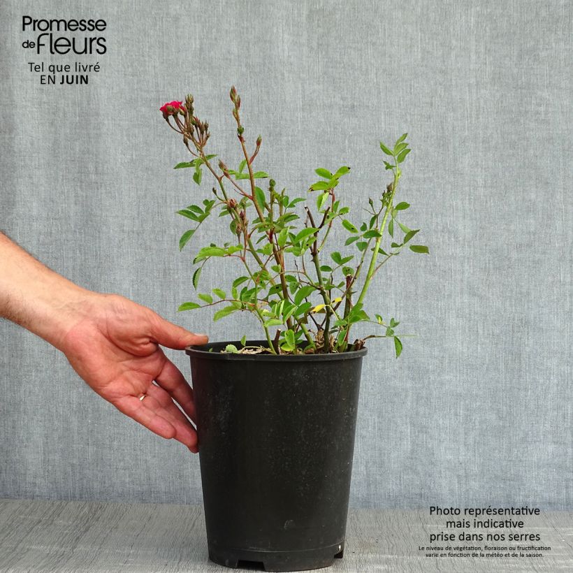 Example of Rosier arbustif Vif Eclat Pot de 4L/5L as you get in printemps