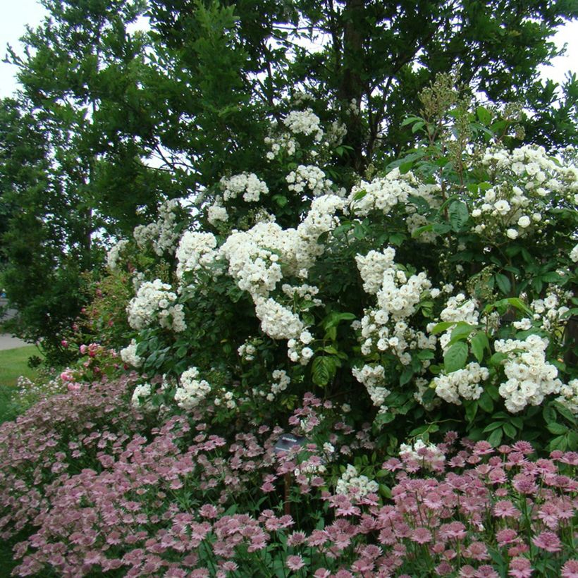 Rosier arbustif Waterloo (Port)