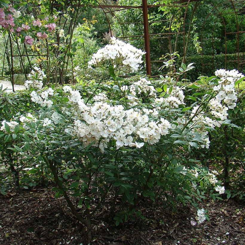Rosier arbustif White Magic (Plant habit)