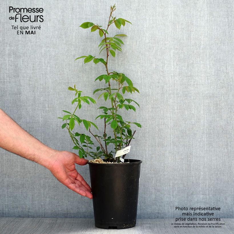 Example of Rosier arbustif White Magic Pot de 4L/5L as you get in printemps