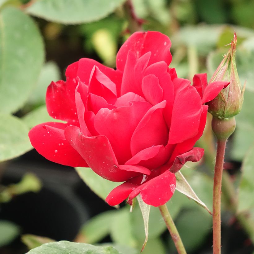 Rosier arbustif ou grimpant Grand Hotel (Floraison)