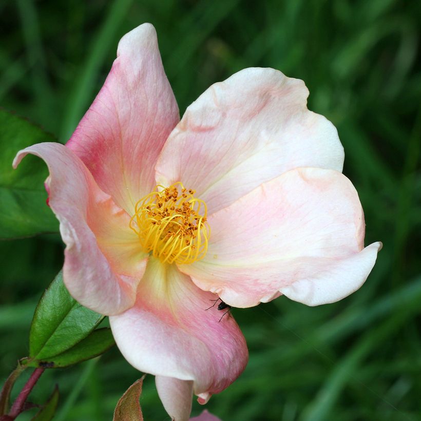 Rosier botanique - Rosa chinensis Mutabilis (Flowering)
