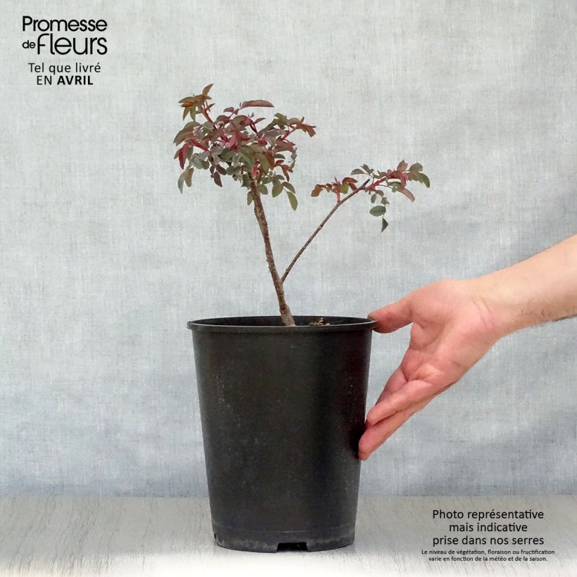 Example of Rosier botanique - Rosa glauca ou rubrifolia Pot de 2L/3L, Qualité 2 branches, Sur propres racines ( non greffé) as you get in printemps
