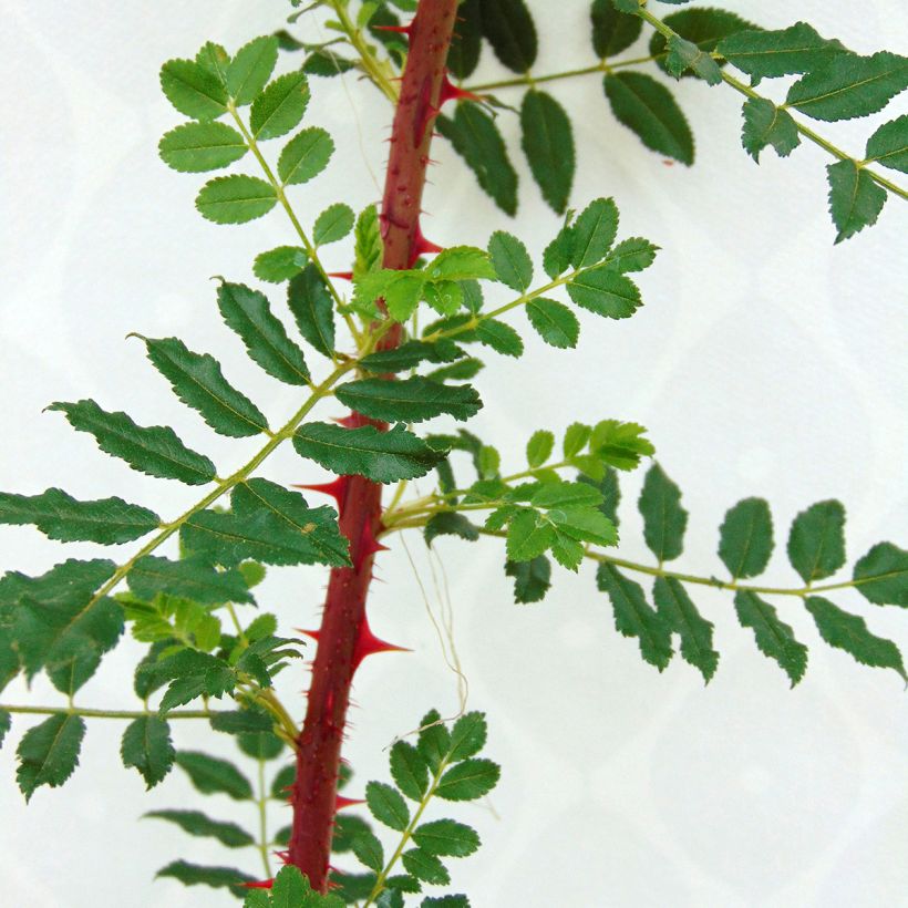 Rosier botanique - Rosa hugonis (Foliage)
