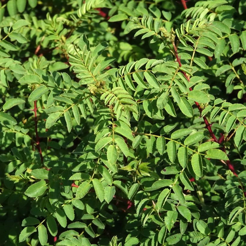 Rosier botanique - Rosa hugonis (Feuillage)