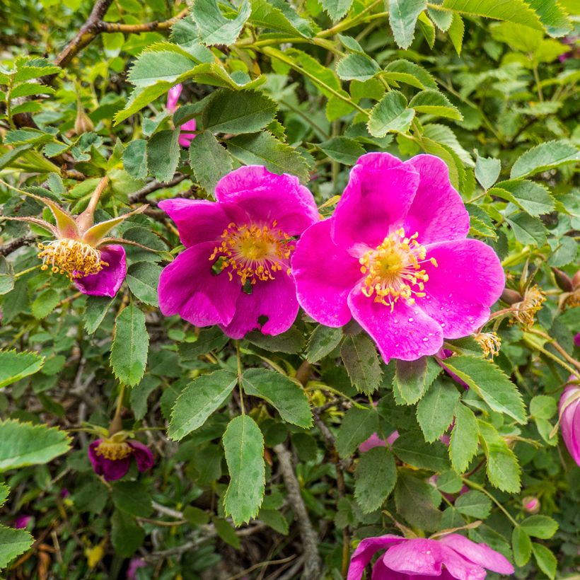 Rosier botanique - Rosa nitida (Flowering)