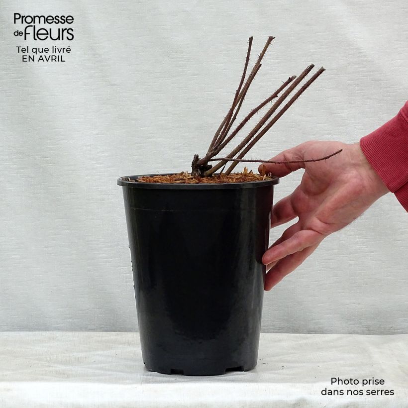 Example of Rosier botanique - Rosa nitida Pot de 2L/3L, Qualité 2 branches as you get in printemps