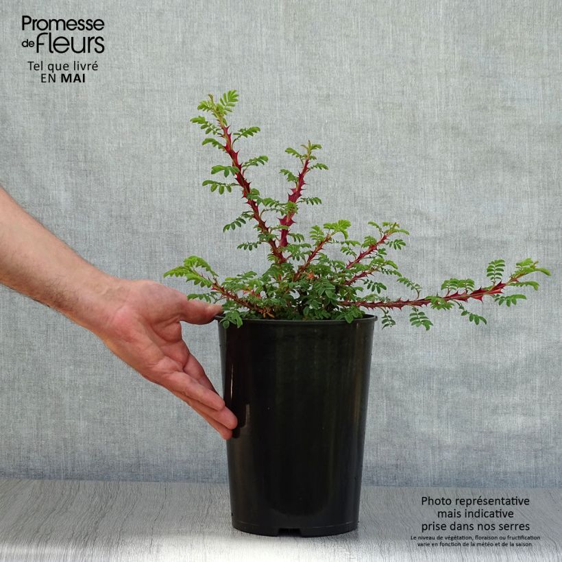 Spécimen de Rosier botanique - Rosa omeiensis Pteracantha Pot de 4L/5L, Qualité 2 branches tel que livré au printemps