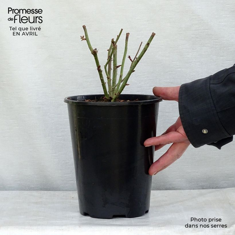 Spécimen de Rosier buisson Kaffe Fassett Pot de 2L/3L tel que livré au printemps