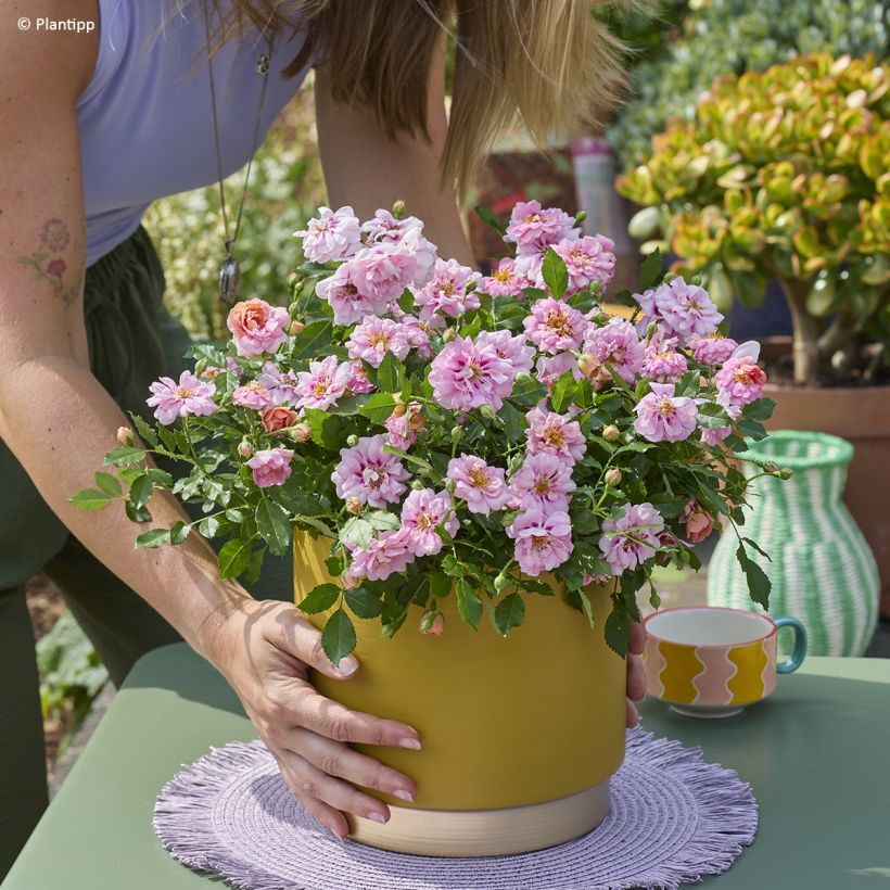 Rosier couvre-sol Amirose (Plant habit)