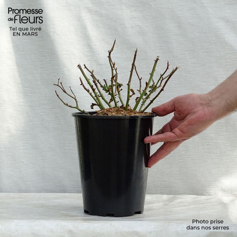 Example of Rosier couvre-sol Country Dream Pot de 3L/4L as you get in printemps