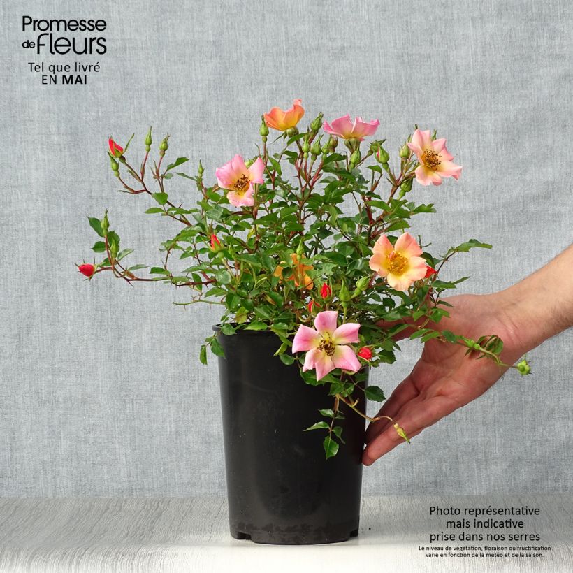 Example of Rosier couvre-sol Happy Chappy  Pot de 3L/4L as you get in printemps